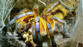 Tarantula Attack  Feeding Video 14 [upl. by Joete571]