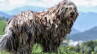 Bergamasco Pros and Cons to Owning a Bergamasco  Bergamasco Size and Weight [upl. by Hazen]