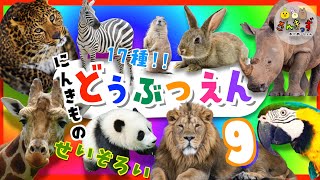 【子供向け どうぶつアニメ】動物園へ行こう！part9☆どうぶつえんで人気の17種類の動物大集合！ライオン キリン パンダの赤ちゃん 勢揃い｜動く動物図鑑で動物の名前を覚えよう◎ 【動物 知育動画】 [upl. by Adnilav]