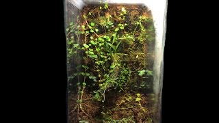 Mini Vivarium Build [upl. by Melisse]