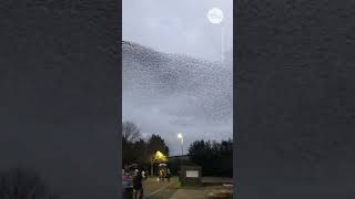 Mesmerizing murmuration of starlings flies across UK sky  USA TODAY Shorts [upl. by Dorr]