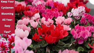 CYCLAMEN को PLANT मा वर्षैभरि फुल कसरी फुलाइराख्नु  त्यसको लागि हेर्नुहोस् यो भिडियो। [upl. by Tuchman]