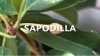 GROWING A NEW SAPODILLA TREE IN NORTHERN CALIFORNIA  CHIKU  Chico Sapote [upl. by Eimor]