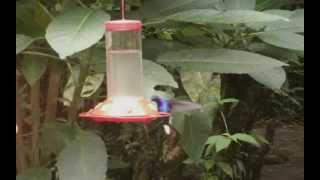 Jardin des Colibris de Monteverde  CostaRica [upl. by Sac]