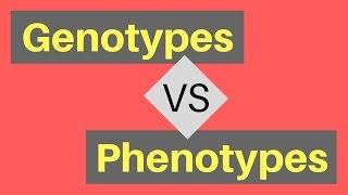 Genotype vs Phenotype  Understanding Alleles [upl. by Elbert]