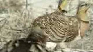 قطا النغاق Pintailed Sandgrouse [upl. by Naeruat815]