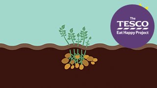 Earthy Potatoes how do potatoes grow [upl. by Atsed]