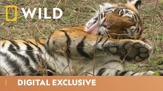 India’s Tiger Kingdom  Asia’s Wild Secrets  National Geographic Wild UK [upl. by Aiclid]