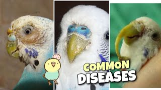 7 Common Budgie Diseases and Symptoms [upl. by Duky]