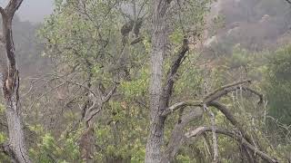 Coyote Climbs Tree in Pursuit of Bobcat [upl. by Allys]