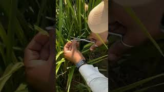 Hand Emasculation and Pollination in Rice Part 02 [upl. by Hacker]