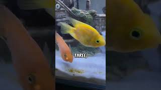 5 FVCTS  5 Facts About Parrot Fish  zfa shorts facts fish story viralvideo [upl. by Lagasse]