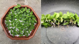 Propagate Jade plant from cuttings easy step by step guide [upl. by Okoyk]