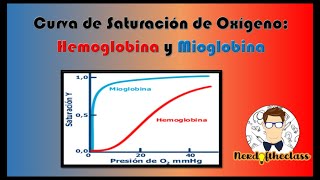 Curva de Saturación de Oxígeno Hemoglobina y Mioglobina bioquímica química fisiología medicina [upl. by Ahsot176]