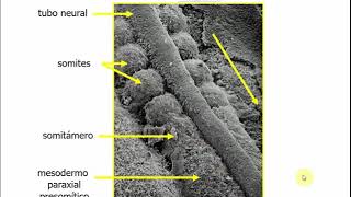 Histología CBCC5  T18a  Embrión somítico Desarrollo del sistema músculo esquelético parte 1 [upl. by Ardnaxila]