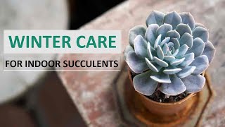 How to Prepare Succulents for winter  Succulents Winter care  Indoor Succulents winter care [upl. by Agace]