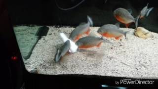 Piranhas feeding on pangasius [upl. by Brenden203]