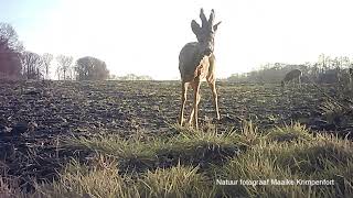 Wild Deer Capreolus Capreolus op de Brabantse Wal video 3 [upl. by Ambie847]