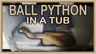 TUB SETUP  HATCHLING BALL PYTHON How to [upl. by Tehcac]