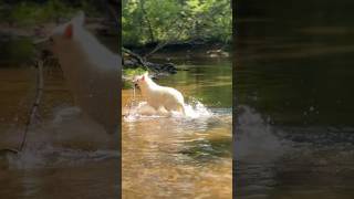 Kayak Adventure on the River with playful Dog [upl. by Dudley99]