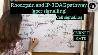 Rhodopsin and IP3 DAG pathway gpcr signaling cell signaling  CSIRNETGATE BiologieTutorials [upl. by Pestana]