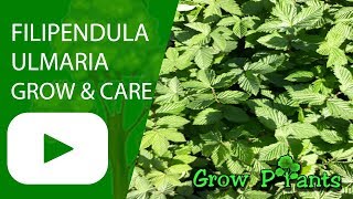 Filipendula ulmaria  grow and care [upl. by Yila]