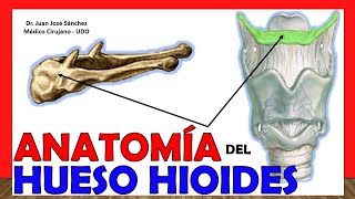 🥇 HUESO HIOIDES ANATOMÍA ¡Explicación Sencilla [upl. by Ettigdirb]