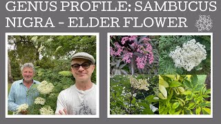 Sambucus genus profile A close look at 8 Elderflower varieties [upl. by Arrakat343]