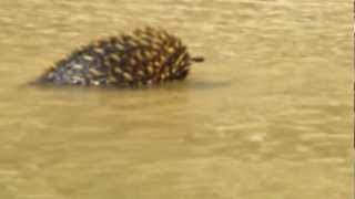 Echidna Swimming Murray River  March 2013 [upl. by Analeh905]