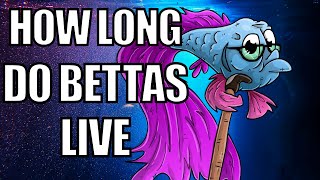 How Long Do Betta Fish Live  Betta Fish Lifespan [upl. by Alenas]