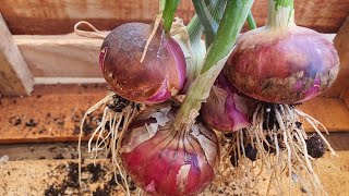 Cómo cultivar CEBOLLA MORADA en casa paso a pasodesde la germinación hasta la cosecha [upl. by Falcone259]