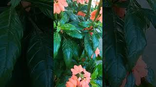 Crossandra plantlover beautiful shortvideo [upl. by Pedro]