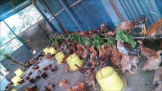 Ayam Kampung 3 Bulan 17kg JIMAT KeTuM AyAm Pak Tam ganti DEDAK [upl. by Iveel]