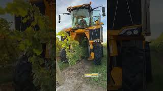 Grape Harvester Sorting System  Picking Grapes by Machine Destemming and Sorting [upl. by Balas]