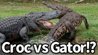 Crocodile vs Alligator What’s the Difference [upl. by Aicat]