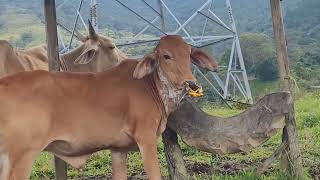 Ternero se toma la leche con nariguera puesta [upl. by Aniras]