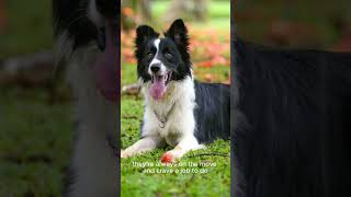 Meet the Genius of the Dog World The Clever Border Collie facts animals bordercollie [upl. by Enairda404]