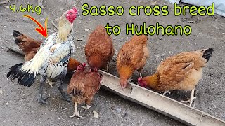 SASSO CROSS BREED TO HULOHANO  FARMER SQUAD [upl. by Dave168]