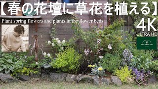 春の花壇に草花を植える／庭作り【春のガーデニング】フローラ黒田園芸 Spring gardeningガーデニング園芸庭花壇 [upl. by Lleinad]