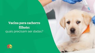 Quais vacinas dar para cachorro filhote [upl. by Patten]