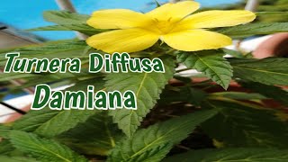 🌿🌱🍃Turnera Diffusa  Damiana  Care Guide  Description [upl. by Minier]