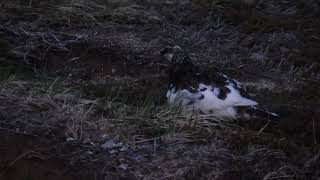 Rock Ptarmigan feeding after sunset 29May2024 [upl. by Wilmette118]