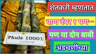 १०००१ ऊस वाण नंबर १ पण या दोन बाबी अडचणीच्या।Phule10001 [upl. by Ecienal]