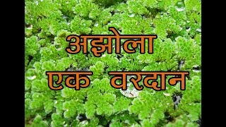 Azolla Culture Preparation and its Use [upl. by Merci730]