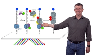 Stephen P Bell MIT  HHMI 2 SingleMolecule Studies of Eukaryotic DNA Replication [upl. by Ragucci]