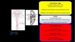 Internal Capsule Anatomy [upl. by Helbonia]