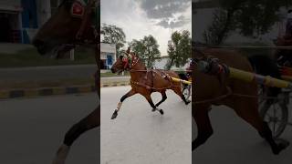 blackhorse horsetraining viralshort viralshorts [upl. by Midan]