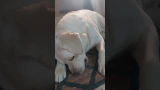 Garibaldi samjh rahr ho mijhe😀funny comedypics comedyfilms doglover labrador comedymovement [upl. by Eceirahs]