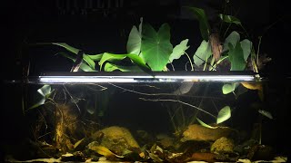 BADC2019  Congo River Basin Biotope Aquarium 187 L [upl. by Stronski]