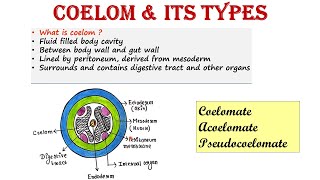 Coelom and its types  Coelomate  Pseudocoelomate  Acoelomate [upl. by Notla]